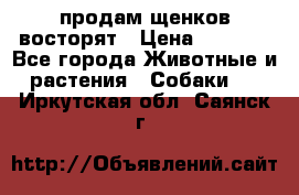 продам щенков восторят › Цена ­ 7 000 - Все города Животные и растения » Собаки   . Иркутская обл.,Саянск г.